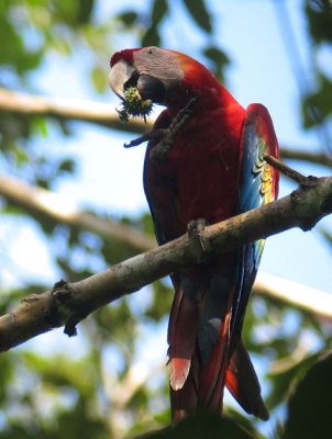 Scarlet Macaw