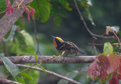 Gilded Barbet