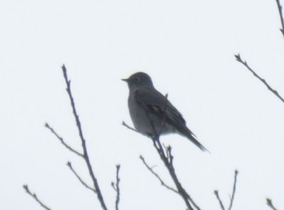 Townsend's Solitaire, Berrien County, MI