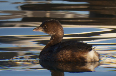 Pied-billed Grebe