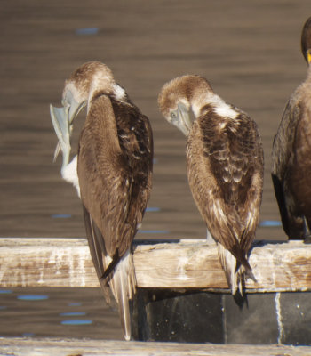 Blue-footed Boobies, Riverside County, CA