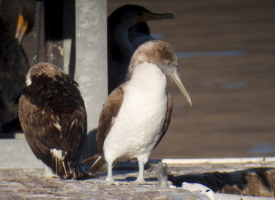 Blue-footed Boobies, Riverside County, CA