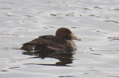 King Eider, Muskegon County, MI