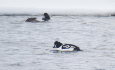 Barrow's Goldeneye, Muskegon County, MI