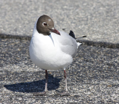 Black-headed Gull, Baltimore County, MD