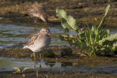 White-rumped Sandpiper