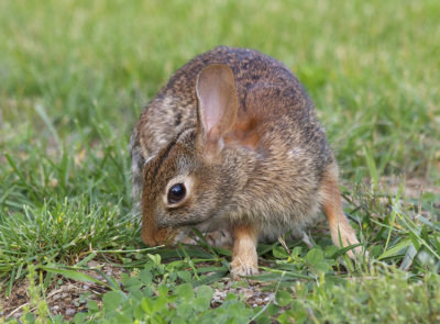 Eastern Cottontail