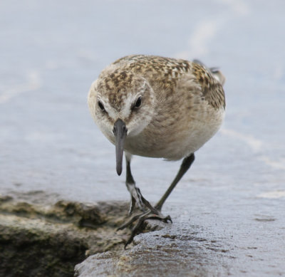 Semipalmated Sandpiper