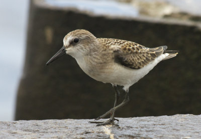 Semipalmated Sandpiper