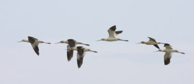American Avocets