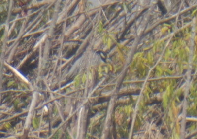 Yellow-crowned Night-Heron, Monroe County, MI