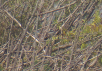 Yellow-crowned Night-Heron, Monroe County, MI