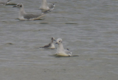 Red Phalarope, Berrien County, MI