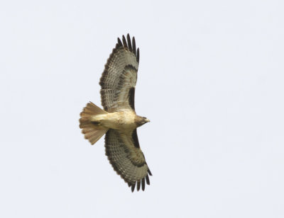Red-tailed Hawk
