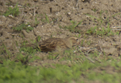 McCown's Longspur, Riverside County, CA