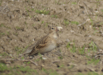 McCown's Longspur, Riverside County, CA