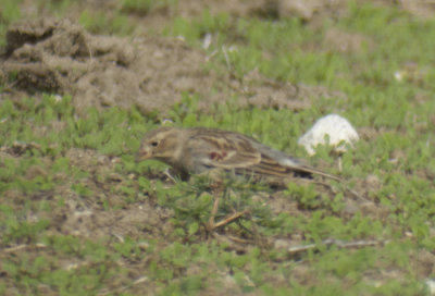 McCown's Longspur, Riverside County, CA