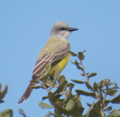 Couch's Kingbird, Vermilion Parish, LA