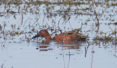 Cinnamon Teal, Cameron Parish, LA