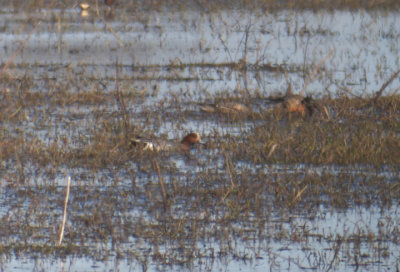 Eurasian Wigeon, Cameron Parish, LA