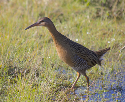 Ducks and other Waterbirds