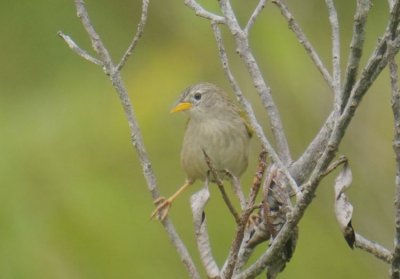 Wedge-tailed Grass-Finch (Emberizoides herbicola)