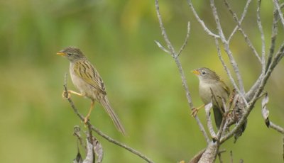 Wedge-tailed Grass-Finches (Emberizoides herbicola)