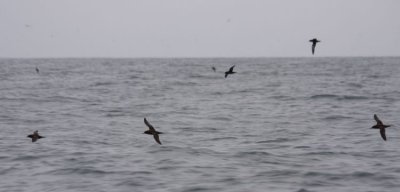 Sooty Shearwaters (Puffinus griseus)