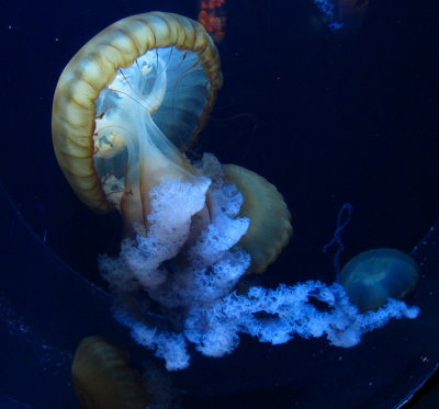 jellyfish series 