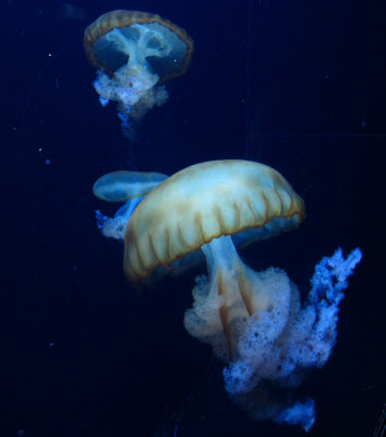 jellyfish series