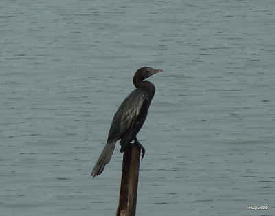 Inde 2013-3 1132.jpg