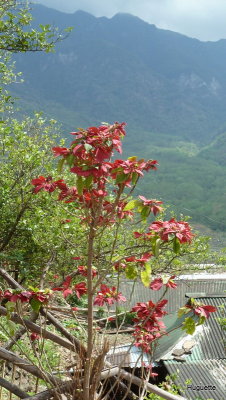 Inde 2013-3 1231.jpg