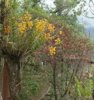 Inde 2013-3 1252.jpg