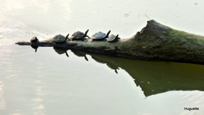 Inde 2013-3 596.JPG