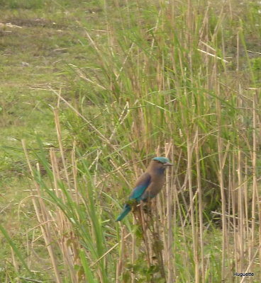 Inde 2013-3 835.jpg