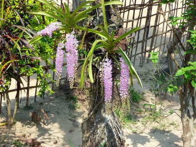 P1150416.JPG