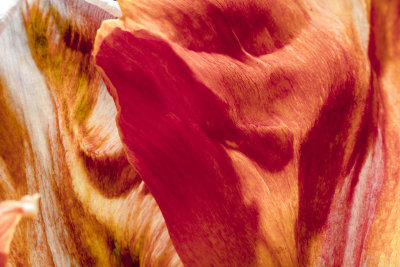 Wicked Tulips, Johnston, RI_DSC0459.jpg