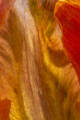 Wicked Tulips, Johnston, RI_DSC0469.jpg