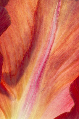 Wicked Tulips, Johnston, RI_DSC0508.jpg
