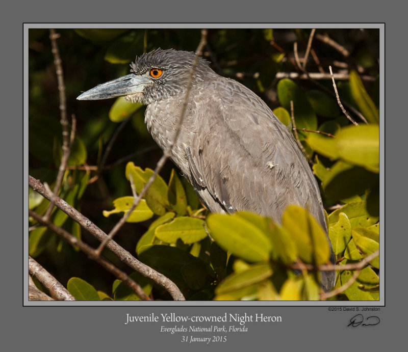 Juv Yellow-crowned Night Heron.jpg