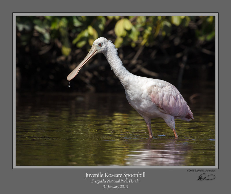 Juvenile Roseate Spoonbill.jpg