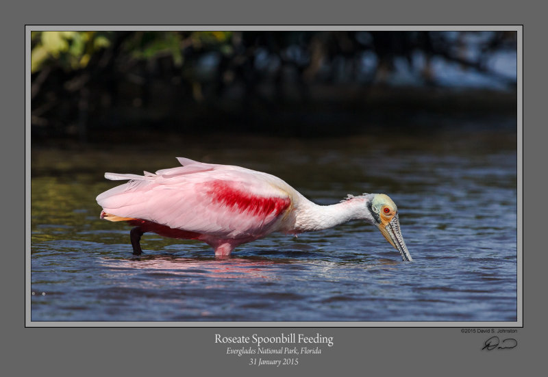 Roseate Spoonbill Feeding.jpg