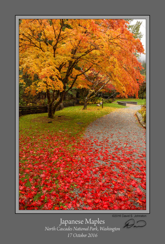 Japanese Maples Gorge Power.jpg
