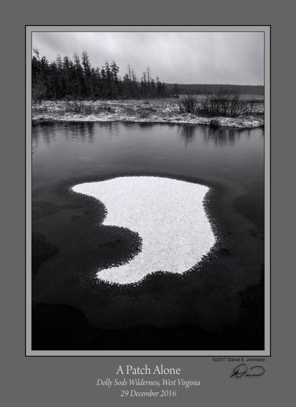 Patch Alone Dolly Sods Bog BW.jpg