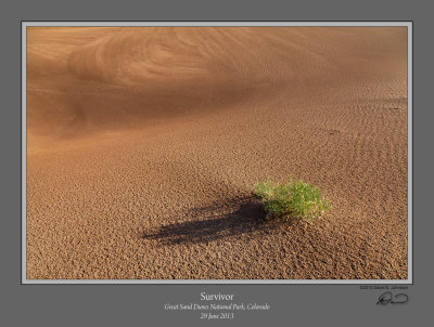 Survivor Great Sand Dunes.jpg