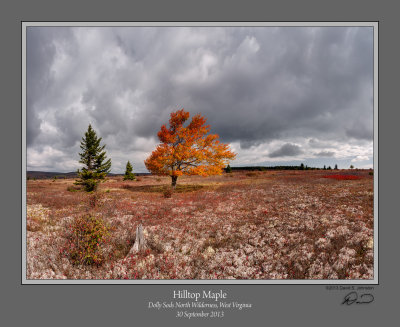 Hilltop Maple Dolly Sods North.jpg