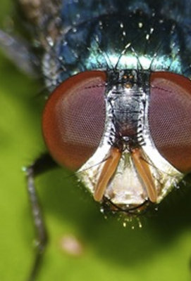 Fly DoF.jpg