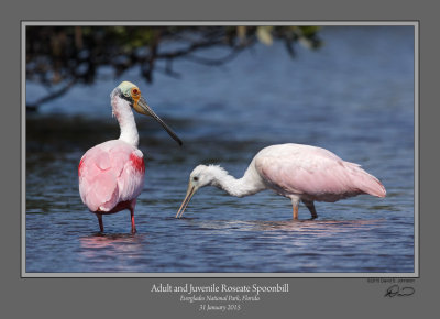 Adult and Juvenile Roseate Spoonbill.jpg