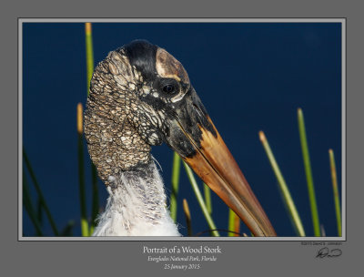 Wood Stork Portrait.jpg