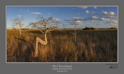 Z-Tree Sunset 1.jpg